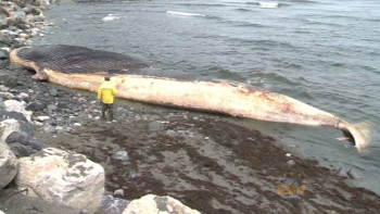 Blue Whale at Trout River