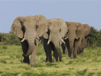 Elephant bulls