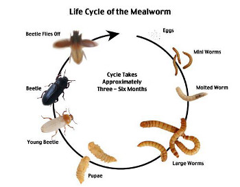 Meal Worm Cycle of Life